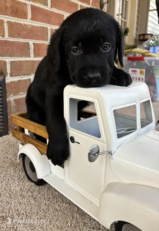 Lincoln – Labrador Retriever puppy for sale in Clifton, VA