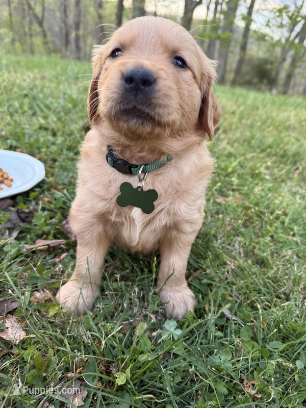 Beans - Male  – Golden Retriever puppy for sale in Murfreesboro, TN