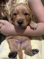 Beans - Male , a male Golden Retriever for sale in Murfreesboro, TN – Photo 2 of 3