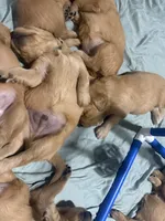 Beans - Male , a male Golden Retriever for sale in Murfreesboro, TN – Photo 3 of 3