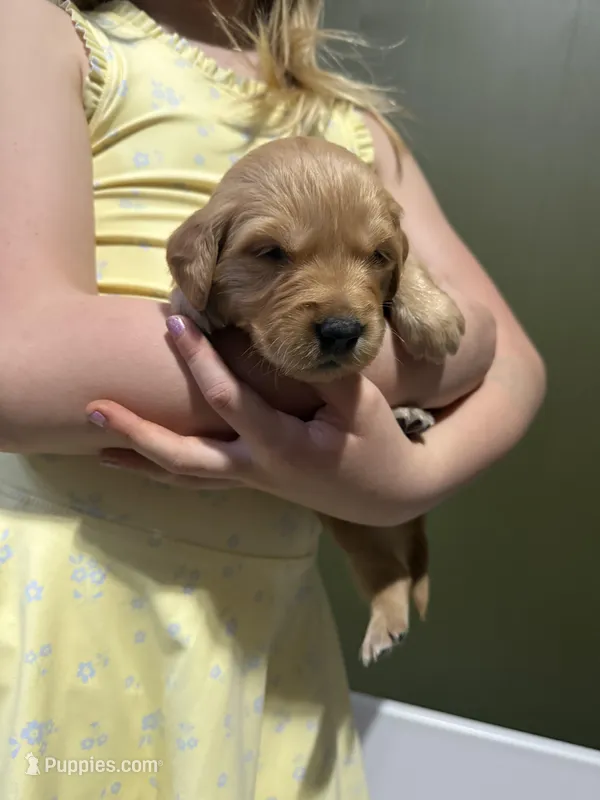 Butters - Female  – Golden Retriever puppy for sale in Murfreesboro, TN