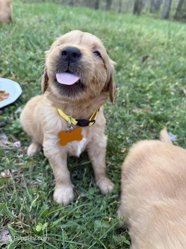 Butters - Female  – Golden Retriever puppy on hold in Murfreesboro, TN