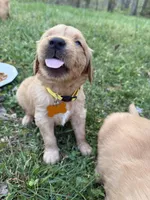 Butters - Female , a female Golden Retriever for sale in Murfreesboro, TN – Photo 1 of 2