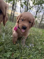 Birdie- Female , a female Golden Retriever for sale in Murfreesboro, TN – Photo 1 of 2