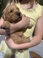 Birdie- Female , a female Golden Retriever for sale in Murfreesboro, TN – Photo 2 of 2