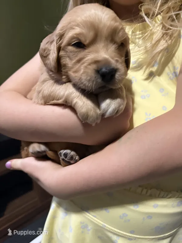 Honey- Female – Golden Retriever puppy for sale in Murfreesboro, TN