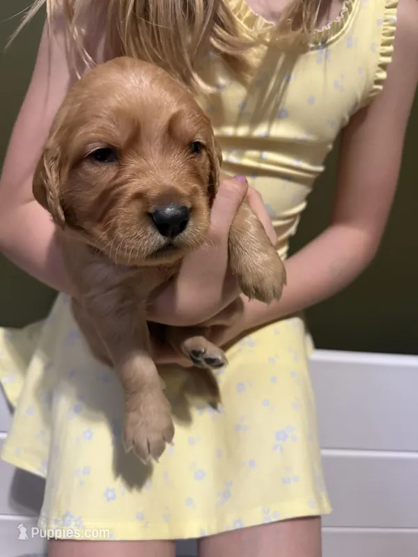 Pepper - Male  – Golden Retriever puppy for sale in Murfreesboro, TN