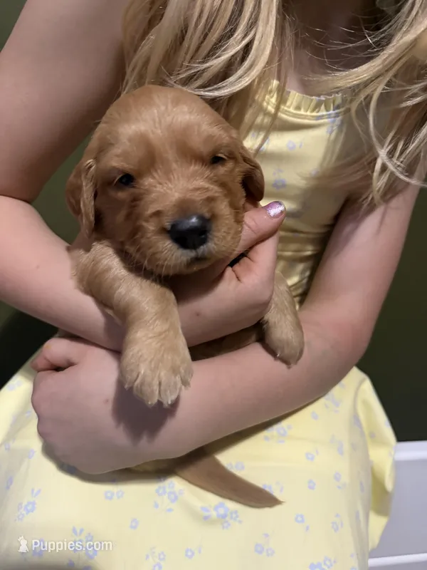 Goose- Male  – Golden Retriever puppy for sale in Murfreesboro, TN