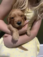 Goose- Male , a male Golden Retriever for sale in Murfreesboro, TN – Photo 4 of 4