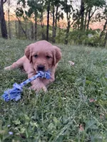 Goose- Male , a male Golden Retriever for sale in Murfreesboro, TN – Photo 2 of 4