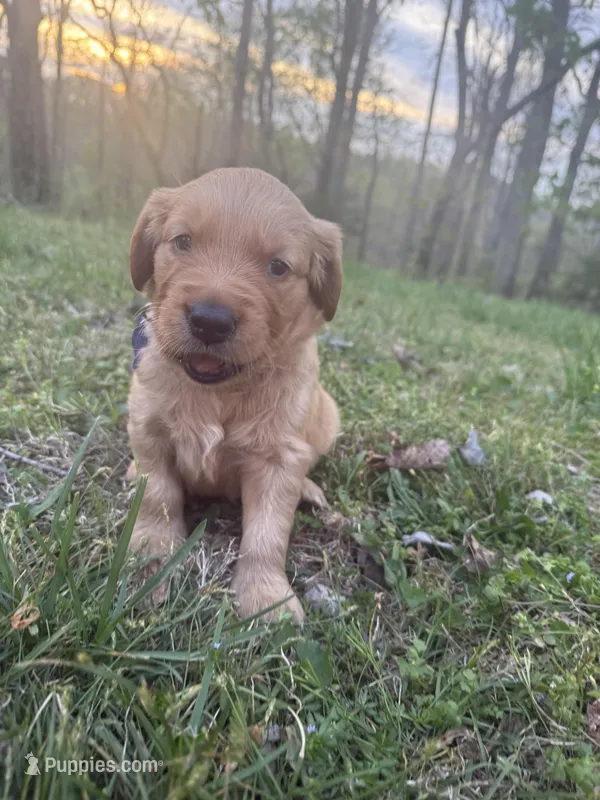 Goose- Male  – Golden Retriever puppy for sale in Murfreesboro, TN
