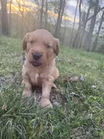 Goose- Male , a male Golden Retriever for sale in Murfreesboro, TN – Photo 3 of 4