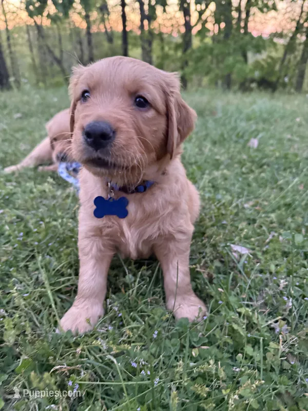 Goose- Male  – Golden Retriever puppy for sale in Murfreesboro, TN