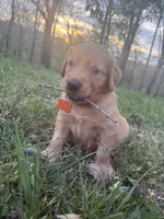 Duck- Male , a male Golden Retriever for sale in Murfreesboro, TN – Photo 2 of 3