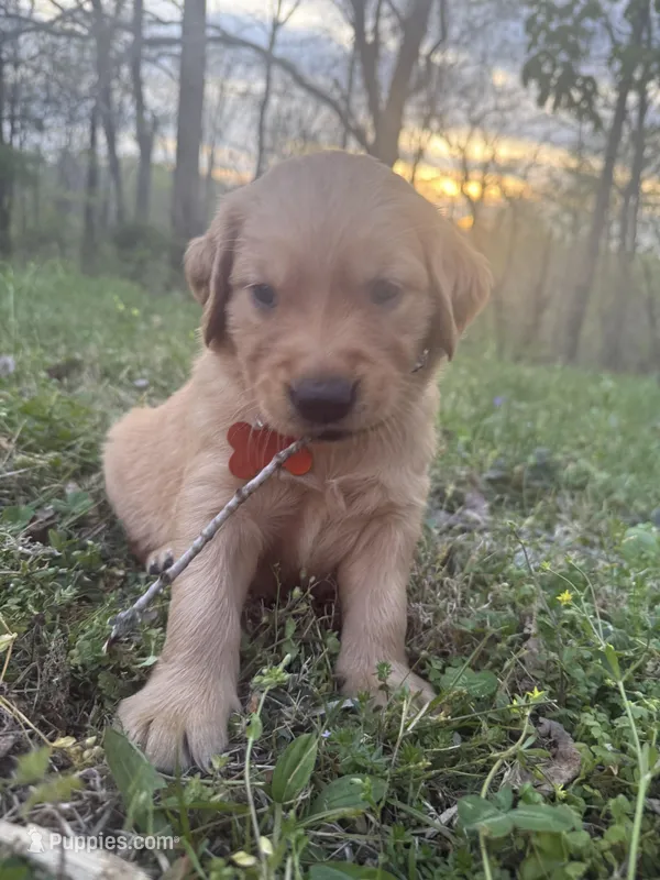 Duck- Male  – Golden Retriever puppy for sale in Murfreesboro, TN