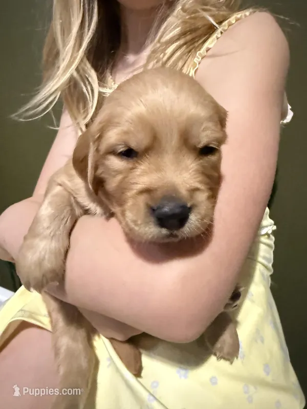 Duck- Male  – Golden Retriever puppy for sale in Murfreesboro, TN