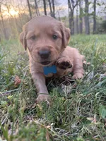 Dally -Female, a female Golden Retriever for sale in Murfreesboro, TN – Photo 1 of 2