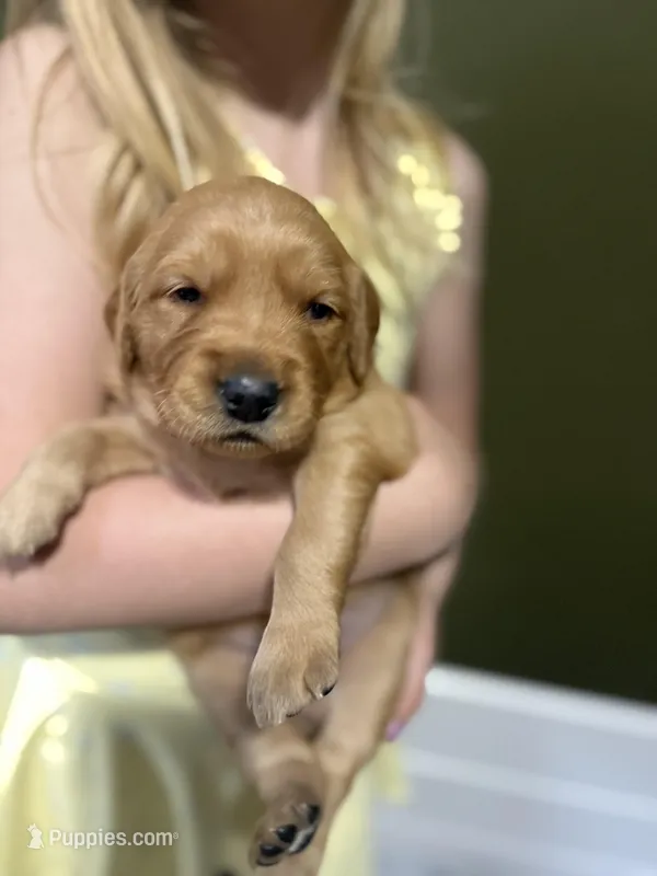 Dally -Female – Golden Retriever puppy for sale in Murfreesboro, TN