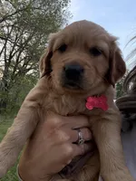 Pepper, a male Golden Retriever for sale in Murfreesboro, TN – Photo 2 of 3