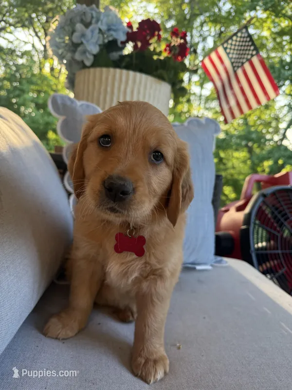 Pepper – Golden Retriever puppy for sale in Murfreesboro, TN