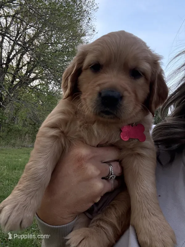 Pepper, a male Golden Retriever for sale in Murfreesboro, TN – Photo 1 of 3
