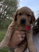 Pepper, a male Golden Retriever for sale in Murfreesboro, TN – Photo 1 of 3