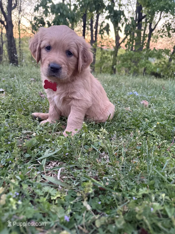 Pepper – Golden Retriever puppy for sale in Murfreesboro, TN