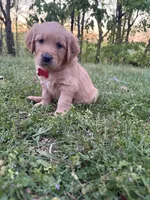 Pepper, a male Golden Retriever for sale in Murfreesboro, TN – Photo 1 of 3