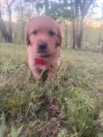 Pepper, a male Golden Retriever for sale in Murfreesboro, TN – Photo 3 of 3