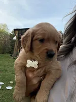 Biscuit - Female , a female Golden Retriever for sale in Murfreesboro, TN – Photo 2 of 4