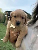Biscuit - Female , a female Golden Retriever for sale in Murfreesboro, TN – Photo 1 of 4