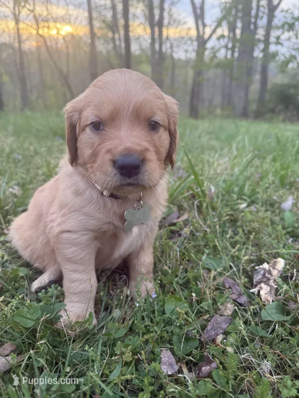 Biscuit - Female  – Golden Retriever puppy for sale in Murfreesboro, TN