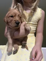 Biscuit - Female , a female Golden Retriever for sale in Murfreesboro, TN – Photo 4 of 4