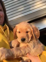 Etta, a female Golden Retriever for sale in Sleepy Eye, MN – Photo 2 of 4