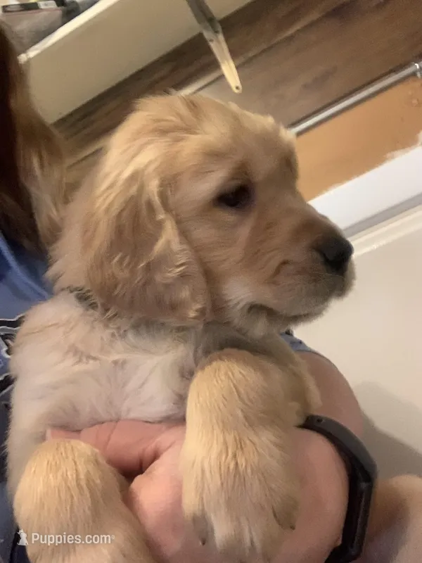 Etta – Golden Retriever puppy for sale in Sleepy Eye, MN