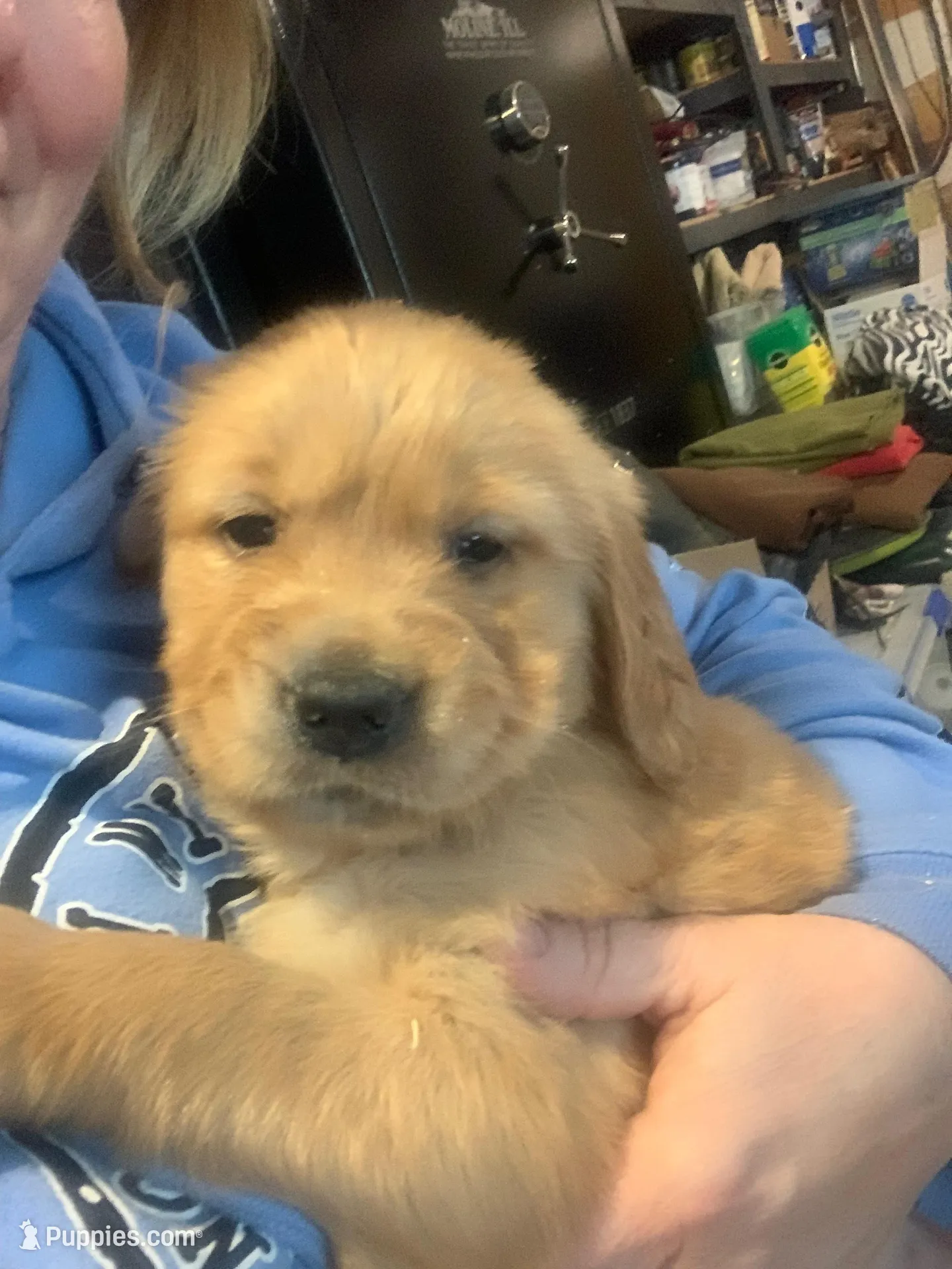 Doug, a female Golden Retriever for sale in Sleepy Eye, MN – Photo 1 of 5