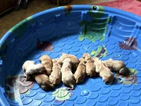 Doug, a female Golden Retriever for sale in Sleepy Eye, MN – Photo 4 of 5