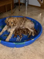 Doug, a female Golden Retriever for sale in Sleepy Eye, MN – Photo 3 of 5