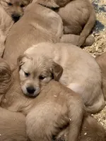 Doug, a female Golden Retriever for sale in Sleepy Eye, MN – Photo 5 of 5