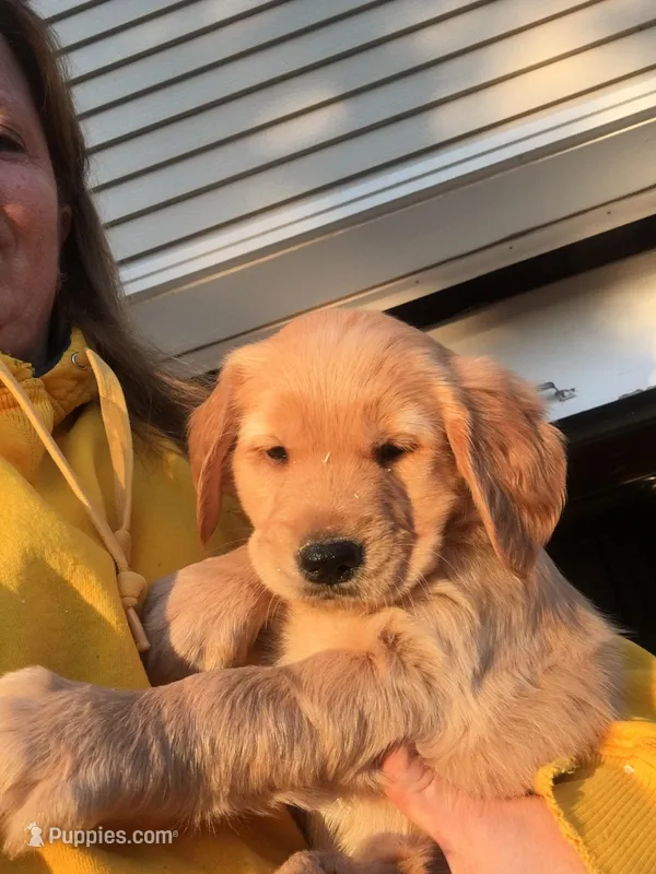Jovi – Golden Retriever puppy for sale in Sleepy Eye, MN