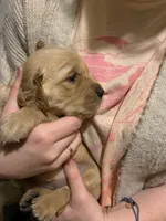 Jovi, a female Golden Retriever for sale in Sleepy Eye, MN – Photo 2 of 4