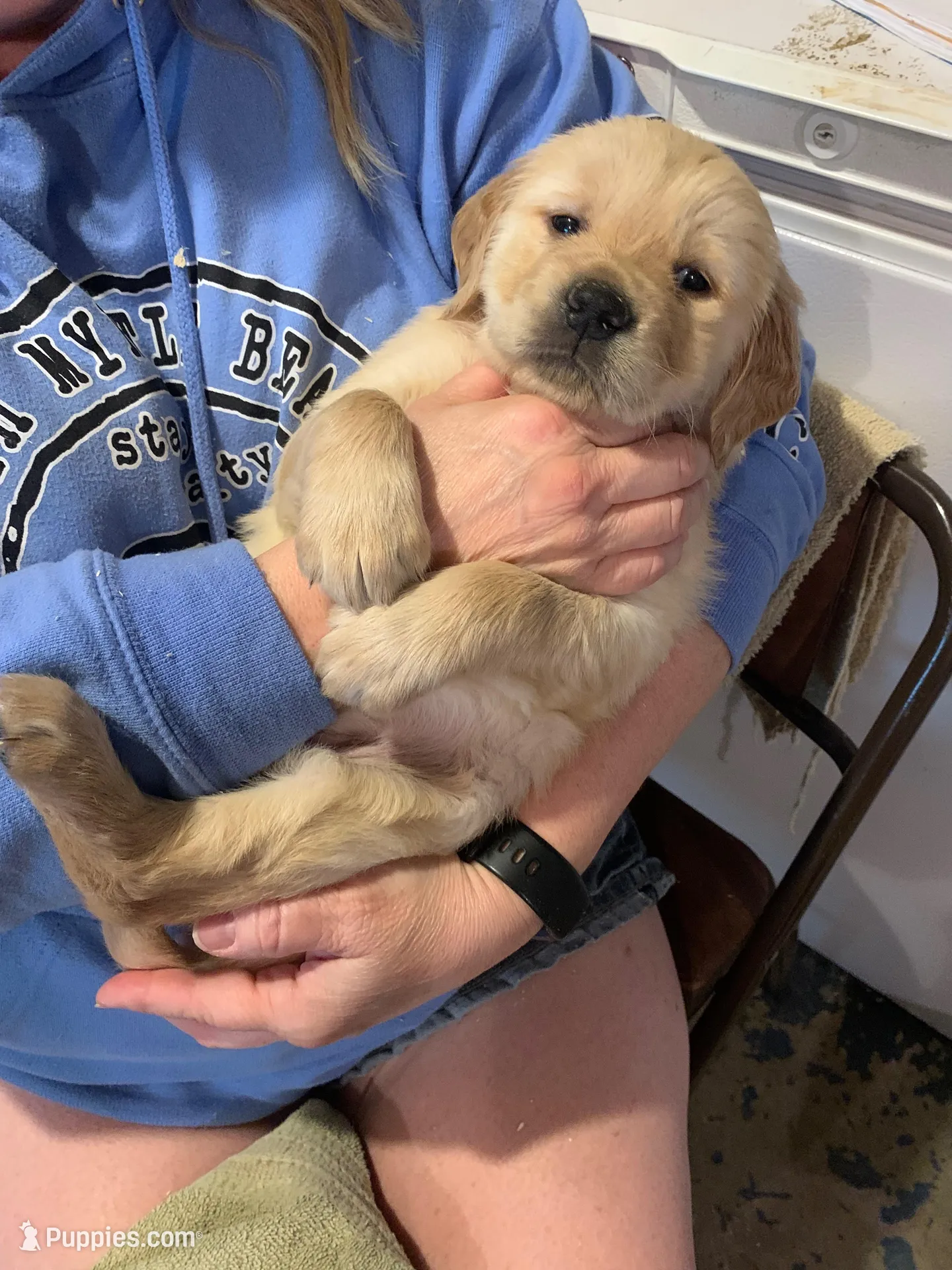 Doug, a female Golden Retriever for sale in Sleepy Eye, MN – Photo 2 of 5