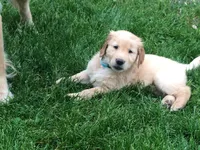Sawyer, a female Golden Retriever for sale in Sleepy Eye, MN – Photo 2 of 4