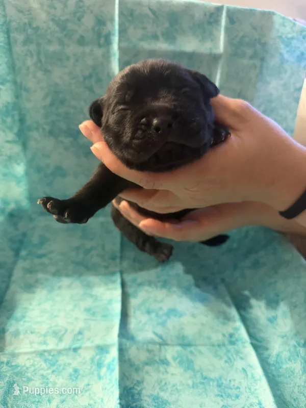 Black collar  – Cane Corso puppy for sale in San Jose, CA