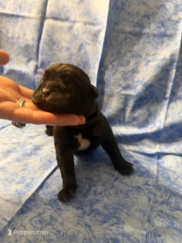 Black collar  – Cane Corso puppy for sale in Tampa, FL