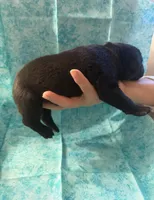 Black collar , a female Cane Corso for sale in Columbus, OH – Photo 2 of 2