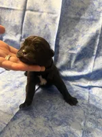 Black collar , a female Cane Corso for sale in Tampa, FL – Photo 2 of 3