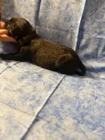 Black collar , a female Cane Corso for sale in Tampa, FL – Photo 3 of 3