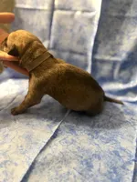 Grey collar fawn , a male Cane Corso for sale in San Jose, CA – Photo 3 of 5