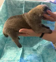 Grey collar fawn , a male Cane Corso for sale in San Jose, CA – Photo 5 of 5
